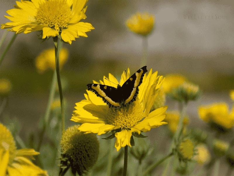 王女士成功案例